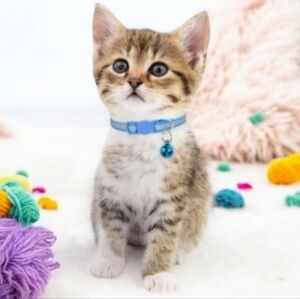 Adjustable Reflective Footprint with Bell Dog Cat Collar Nylon Sky Blue‎